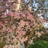 fairynbloom