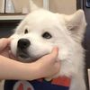 samoyed_to