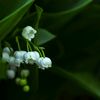 secondacc_121