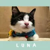 findingluna20