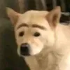 thisisnotskippy