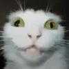 ranpamparam