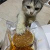 kenapasiiiii1