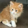 teeemo95