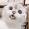 nyamchannel