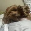 atapkapmpa