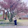 cherry_inhye