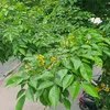 phamngoclinh0796