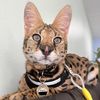 knoxtheserval