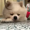 meoiris