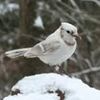 albinobluejay