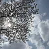 cherrydayo_25
