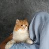 simut_fadlan