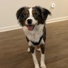 aussienala