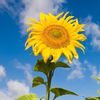 sunflxwer.child