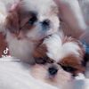 Shih Tzu Puppies in Maryland