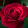 duy_khenh