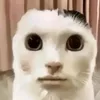 shkwehidoe