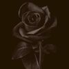 roseblack_96