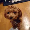 choco20190525