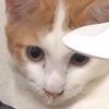 sorrowcat97