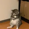 phuongmeow