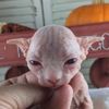 mydobbykins