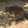 ashitaasahayai7