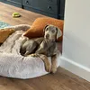 kiarathedoberman