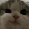 liimsukakucing