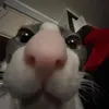 tiny_frogfeet
