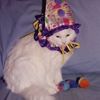 ratttkid_
