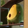 pocacorn