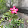 rosy2_1