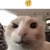 capprii_sun
