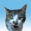 としや🐈🤎👕3/28🎂