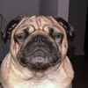 not_lyla_bettle