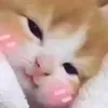 anhsau95_15
