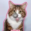 winnietheeeehoop