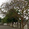 1adamhawa