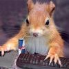 developerchipmunk