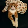 pollo_kiko_thecats
