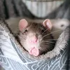 ratchief