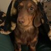 dogz379