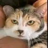 caaaat____