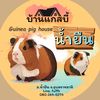 guineapignamyuen