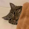 pilysb