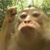 tiktok_ancutcho