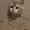cattawin98
