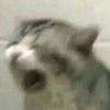 imwoopsidoue